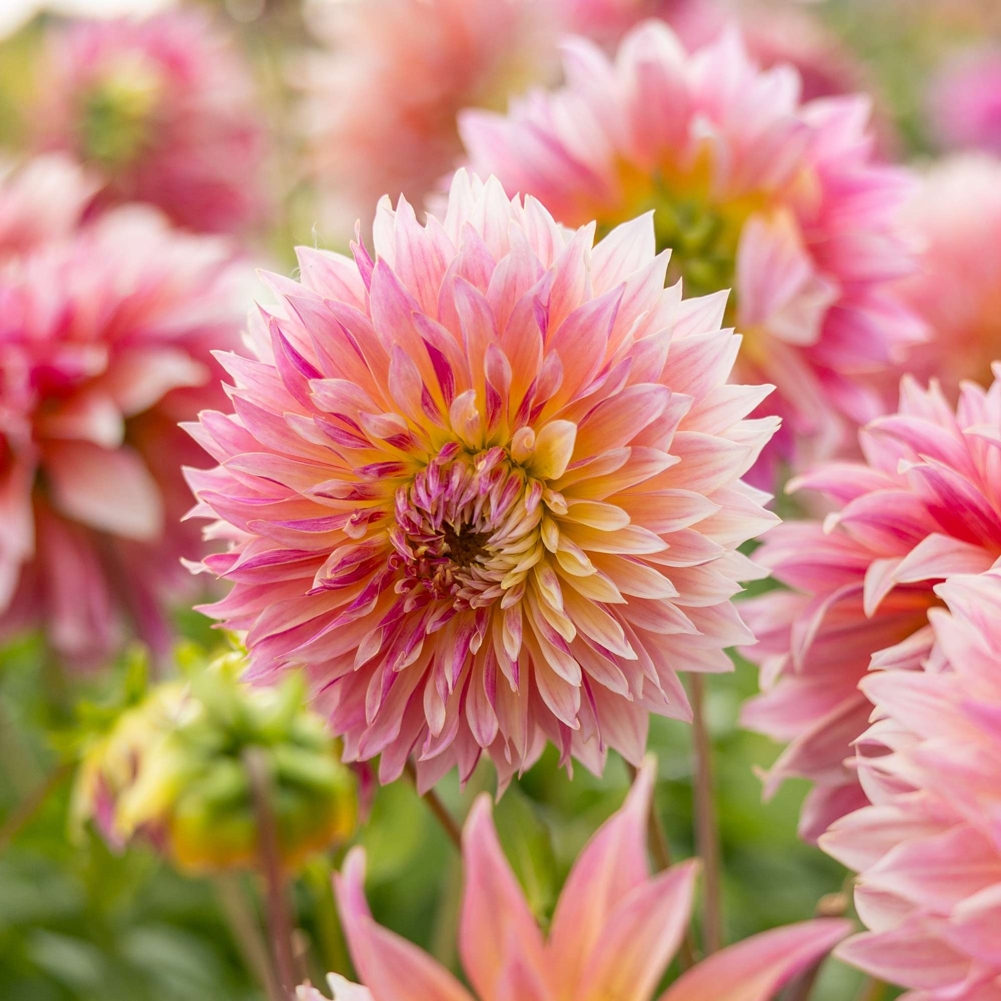 Dahlia 'Tompoes'
